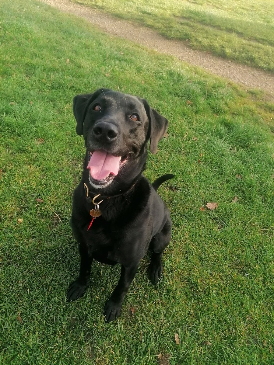 marathondogs's tweet photo. Suzy is all ready with her poppy for rememberience Sunday. 🙏❤️

https://t.co/x3FzJMFnOM

#marathondogs #dogwalking #dogwalker #lovelabs #RemembranceDay https://t.co/KF1uHT0ure