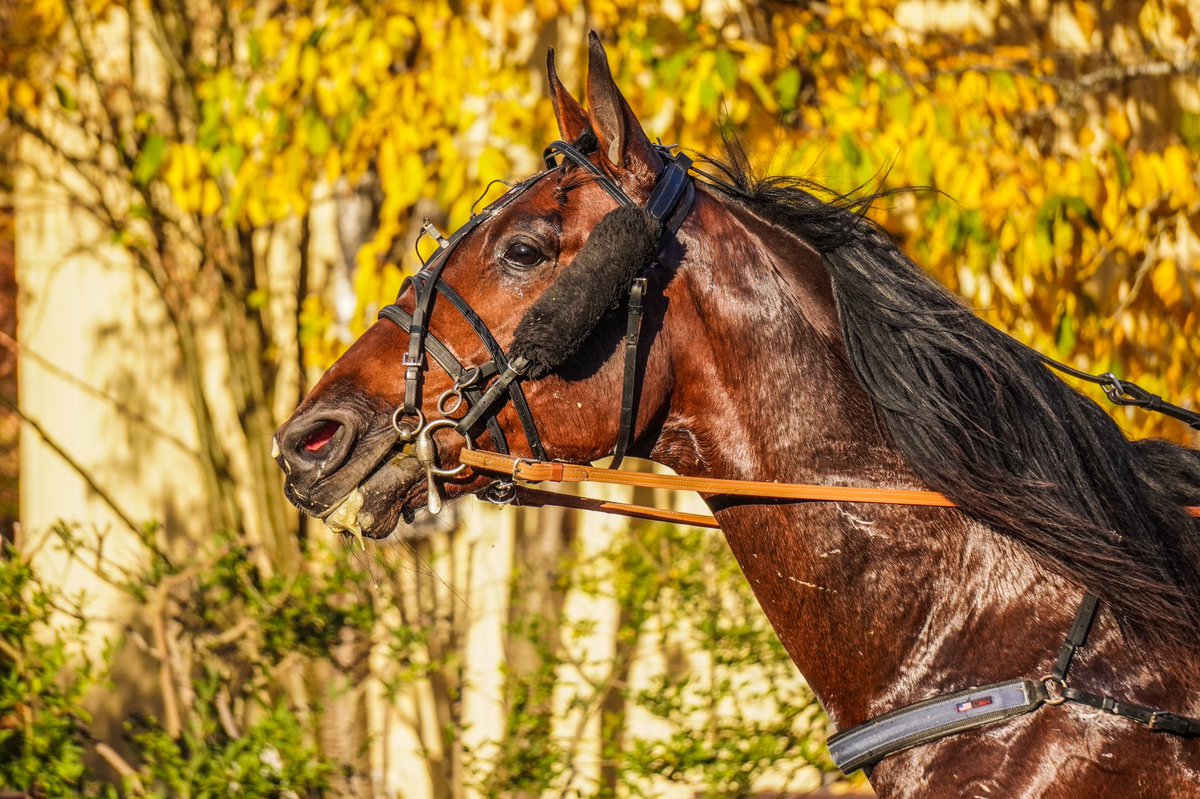 Solvalla's tweet photo. Snart är det fredag igen! Avrunda arbetsvecka anständigt med god fredagslunch samtidigt som du får spänningen från nio häftiga travlopp utanför fönstret.
Restaurang Bistron öppnar kl. 11.00. Första loppet startar kl. 12.20. 
Läs mer &amp; boka här: https://t.co/YfWZtAt0jy
Välkommen! https://t.co/ltVIRwZ2HO