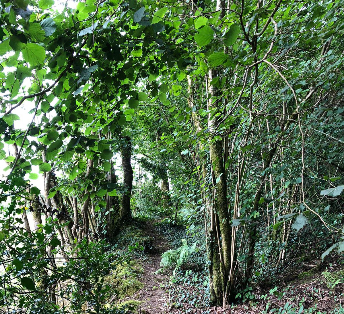 NativeWoodTrust's tweet photo. We’re running limited places nature walk in our Ardan reserve this Sunday.
https://t.co/DnYinyB6Ng https://t.co/lWxFW730DT