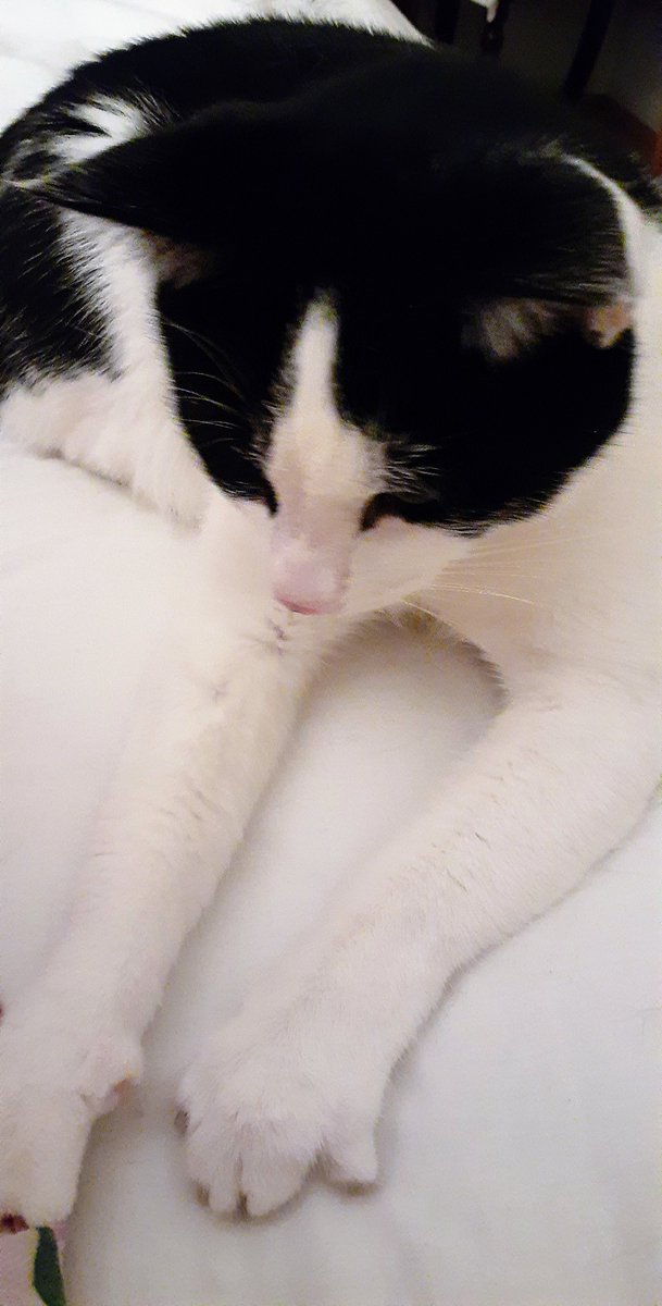 HELLANBIGLOVE's tweet photo. #CatsOfTwitter 
#CatsOnTwitter 
#Caturday 
#CaturdayIsEveryday 
#Cats #pets #CUTABILITY 
#Rosie💗  
#FRIEND #Love #life 
#KindnessIsFree 
#BeKind #ShineAlways 
✦💜ᗷÏᏳŁ۝℣ℇ💜✦
     ✼⚜๖ۣۣۜPύᖇҏȴ℮
       Ꭾዙξ٥ŋɉχ⚜✼
            °•𓅛•°
            ๖ۣۣۜLტvξ 

💗🕊 https://t.co/6snjqmzznZ
