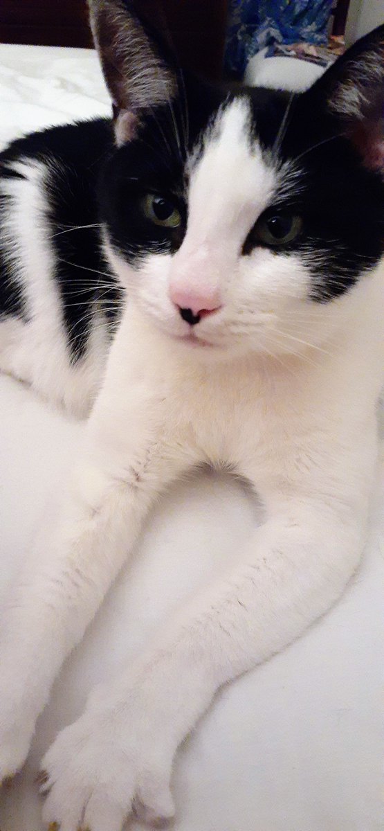 HELLANBIGLOVE's tweet photo. #CatsOfTwitter 
#CatsOnTwitter 
#Caturday 
#CaturdayIsEveryday 
#Cats #pets #CUTABILITY 
#Rosie💗  
#FRIEND #Love #life 
#KindnessIsFree 
#BeKind #ShineAlways 
✦💜ᗷÏᏳŁ۝℣ℇ💜✦
     ✼⚜๖ۣۣۜPύᖇҏȴ℮
       Ꭾዙξ٥ŋɉχ⚜✼
            °•𓅛•°
            ๖ۣۣۜLტvξ 

💗🕊 https://t.co/6snjqmzznZ