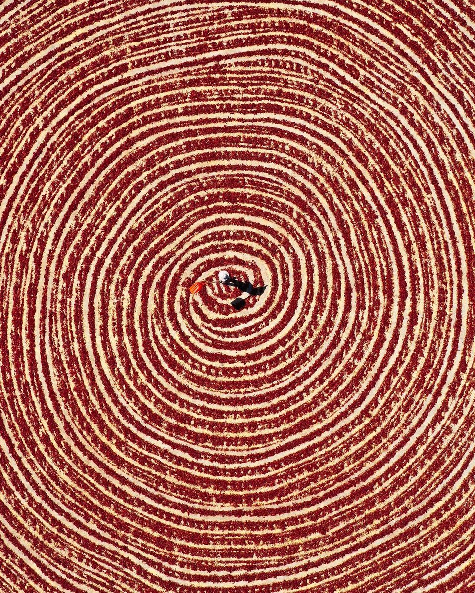 The red pepper harvest in #Gaziantep.🌶

📸IG: beytullaheles