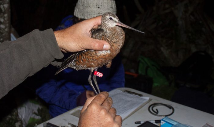 elmostrador's tweet photo. AGENDA PAÍS| Estudio constata fuerte presencia de antibióticos provenientes de salmonicultura en Chiloé poniendo riesgo biodiversidad
https://t.co/mcMd2tF3Gc https://t.co/4Soz3S8I72
