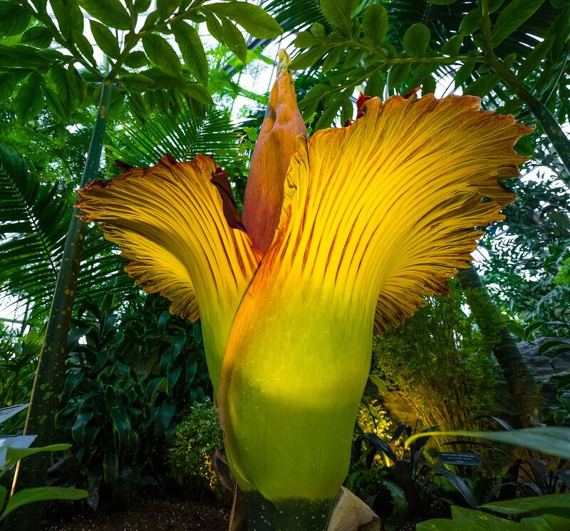 Podcast_bsg's tweet photo. Le "Pénis" de titan, plante géante célèbre pour l'odeur de cadavre qu'elle dégage, peut mesurer jusqu'à 3,5 m et peser jusqu'à 130kg. Autre fait exceptionnel, elle ne fleurit que 2 à 3 fois par décennie, durant seulement 72 heures. Découvrez notre article: https://t.co/BzkLF37Xxf https://t.co/RwmrET5rbL