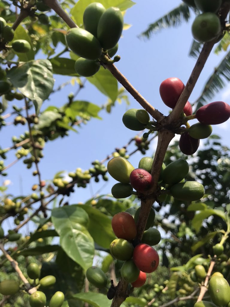 manzi_toussaint's tweet photo. Ikawa nigihingwa ngengabukungu kikaba gukunguhaye ku gutera akanyamuneza mubantu! Abantu bamwe bizera ko ikawa itera umutima Cg igatuma ngo umuntu adasinzira! Muribeshya ikawa nubuzima trust me ! @MubugaCoffee @RwandAgriExport @RwandaAgri @Stafford_Coffee @janinefroend https://t.co/j1e12NV4GB