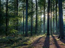 TIC_conferences's tweet photo. Our next top tip for being more sustainable in your everyday life is try to go paperless. Avoid printing emails, stop paper bank statements and pay your bills online. ππ³π #TICevents #COP26 #TICeco #stratheco #TICtoptips #livegreen https://t.co/hmyRms35JP