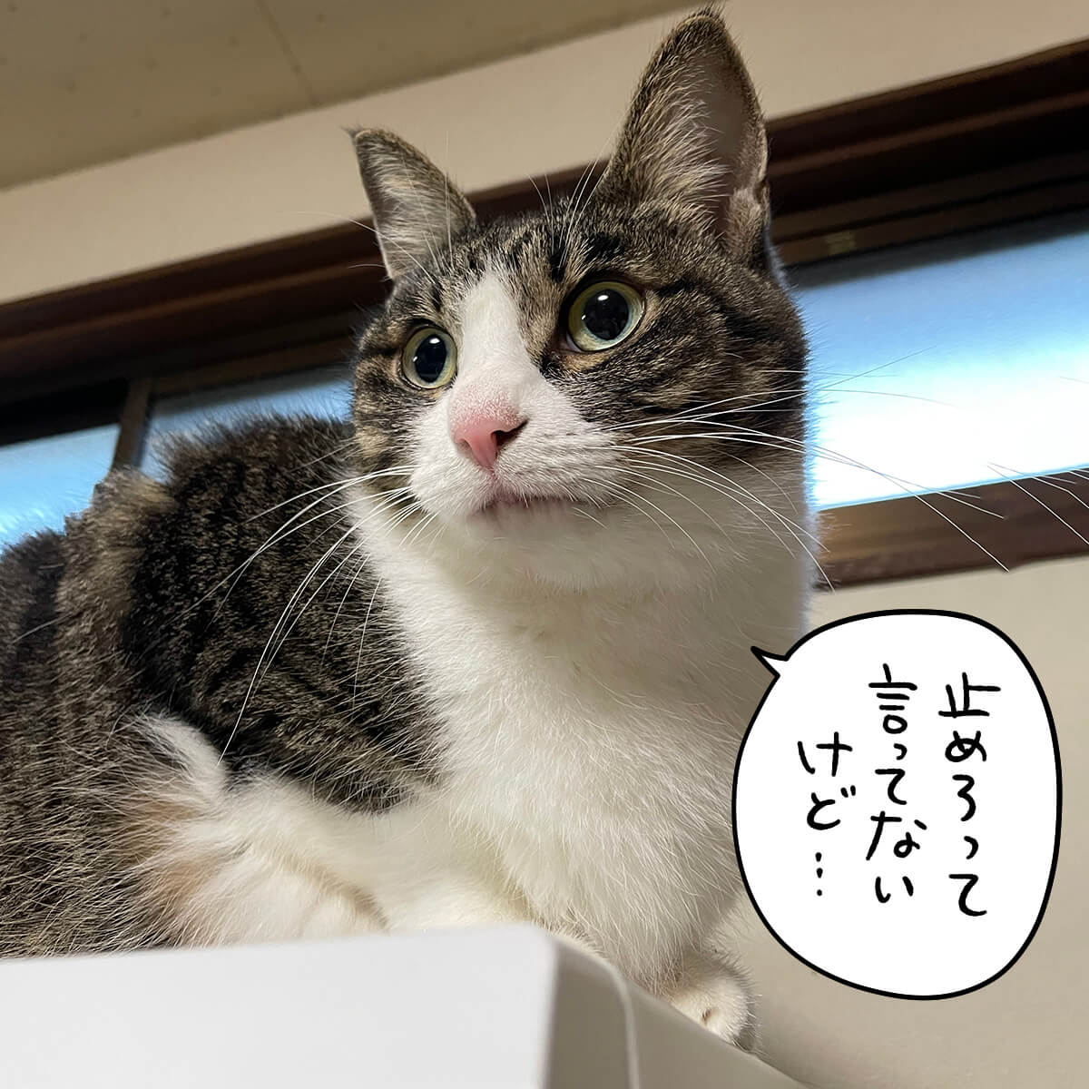 ぱるぱーる on X