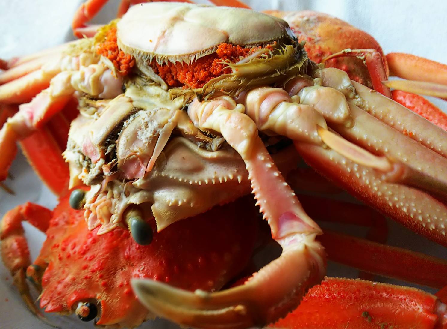 勢子蟹 Cerca Del Twitter Twitter