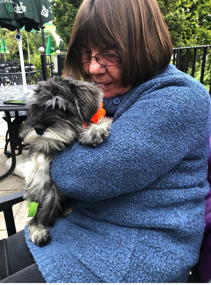 Coco & Skippy Mini Schnauzers tweet media