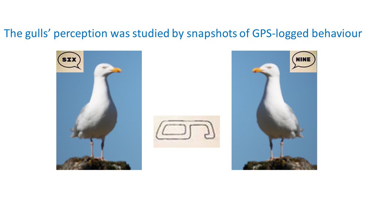 4 #BOUasm21 #Sesh6 | Gulls’ behaviour reflects the balance between perceived risk and reward of a given situation. The behaviour as well as the circumstances in which the behaviour was expressed is logged by the Gulls Eye App