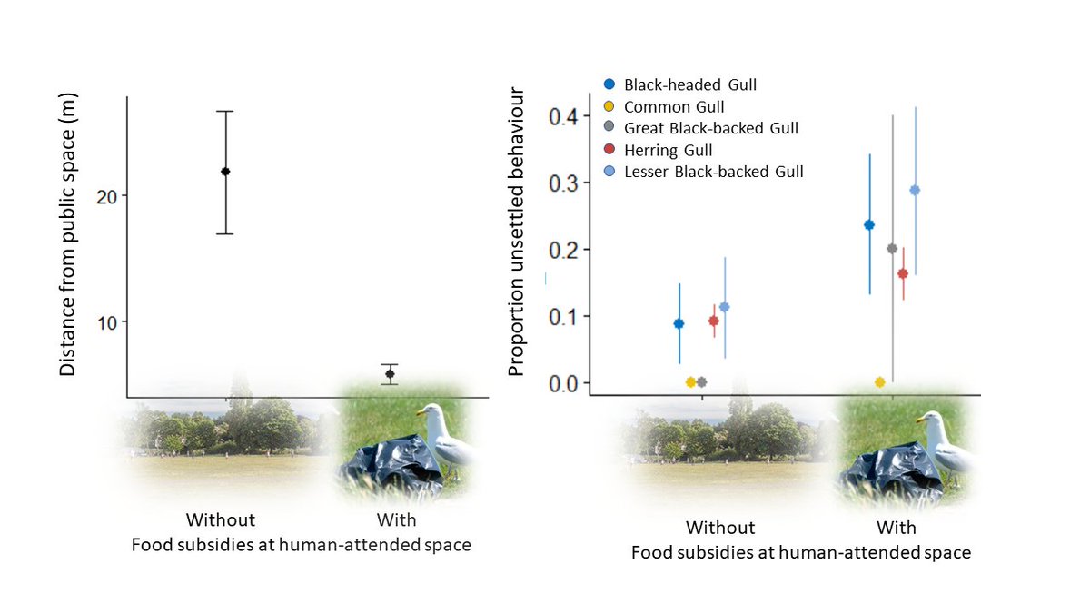 5 #BOUasm21 #Sesh6 | Gulls in turn respond to humans, here illustrated by switching behaviour from retreat to active hunting (closer approach & less rest behaviour) in the presence of human food subsidies
#TeamGull