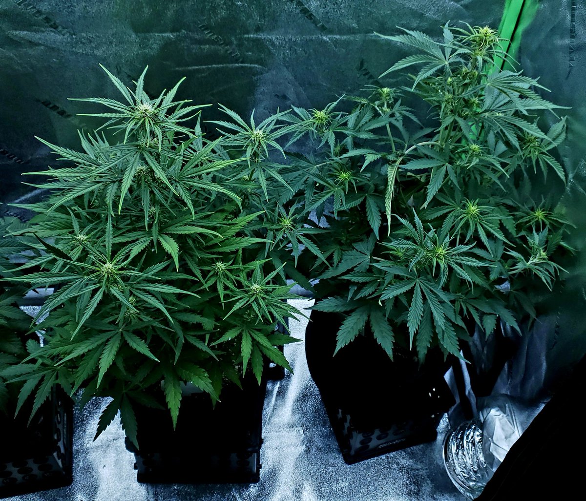 Update on my Deadhead OG and Boss Hogg autos bought from <a href="/irvineseeds/">Irvine Seed Company</a> . They are 34 days old and doing great! Strong and healthy going into flower. 💪🌱
#GrowYourOwn #IrvineArmy #CannabisCommunity <a href="/heknowsgrows/">Breeder J</a> <a href="/iAMJeremiahWeed/">iAMJeremiahWeed</a> <a href="/doughofferman/">Doug Heffernan 👨🏼‍🌾🌱</a> <a href="/HerbToking/">Herb Toking Dragon🐉⛽️🔥</a>