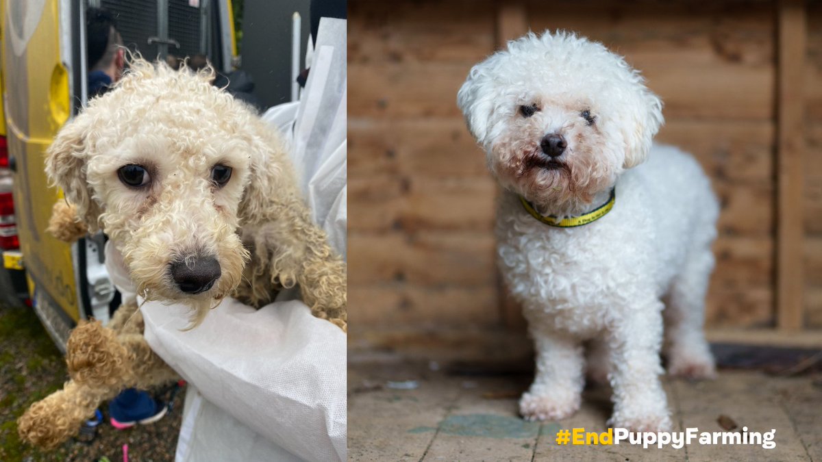 DogsTrust_IE tweet picture