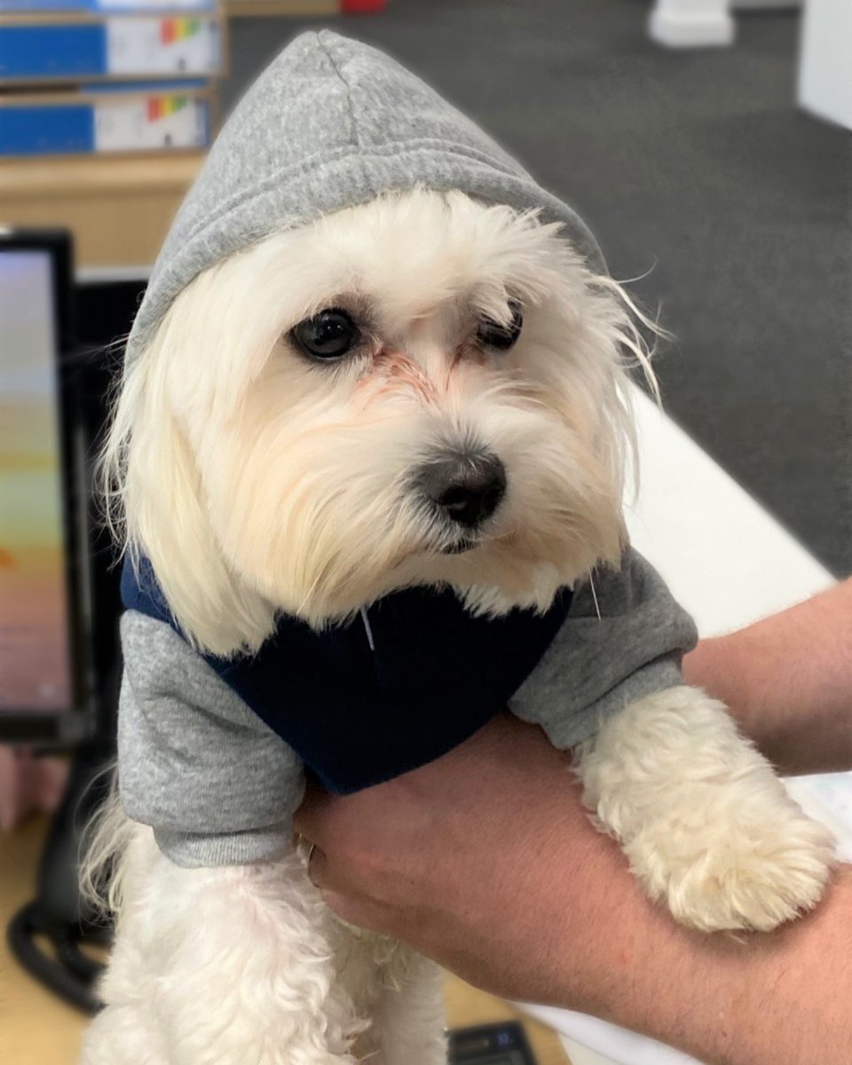 ComputanetMSP's tweet photo. Monty the office dog all ready for work wearing his winter wardrobe. #fourleggedfriend #computanet https://t.co/SkpgV0wmAI