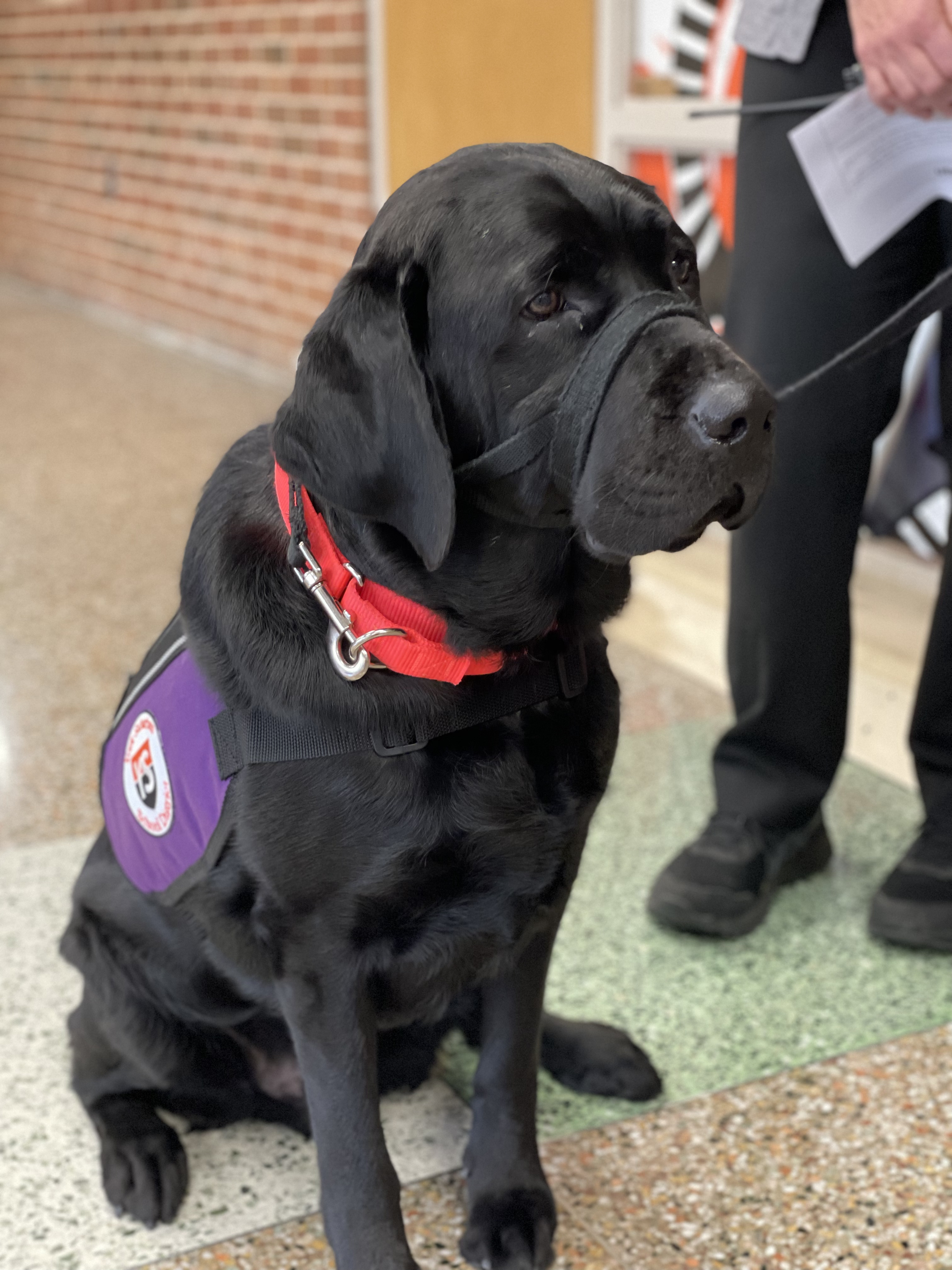 Cooper the Facility Dog