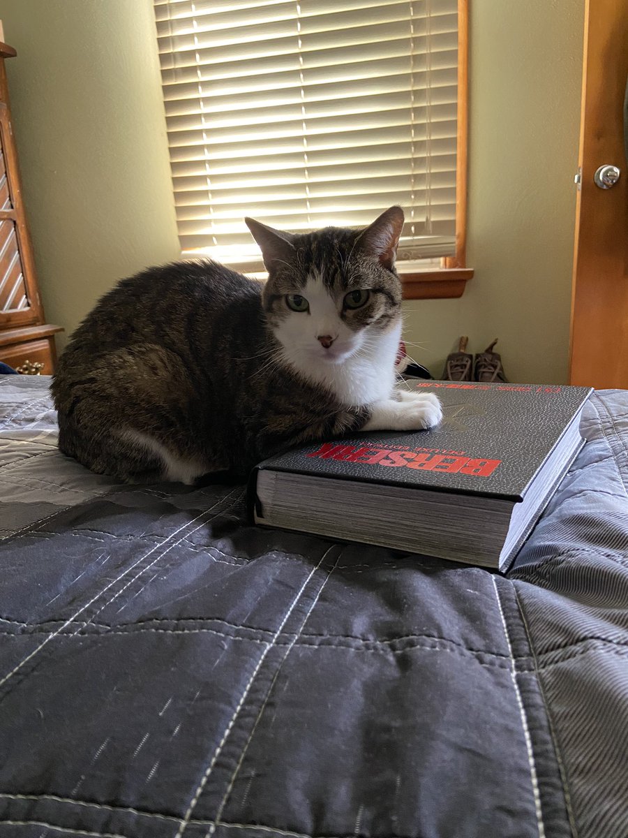 BooCatDaily's tweet photo. In today’s Daily Boo, this is my book now. #CatsOfTwitter #TinyTiger #Berserk https://t.co/xeOORvxmgr