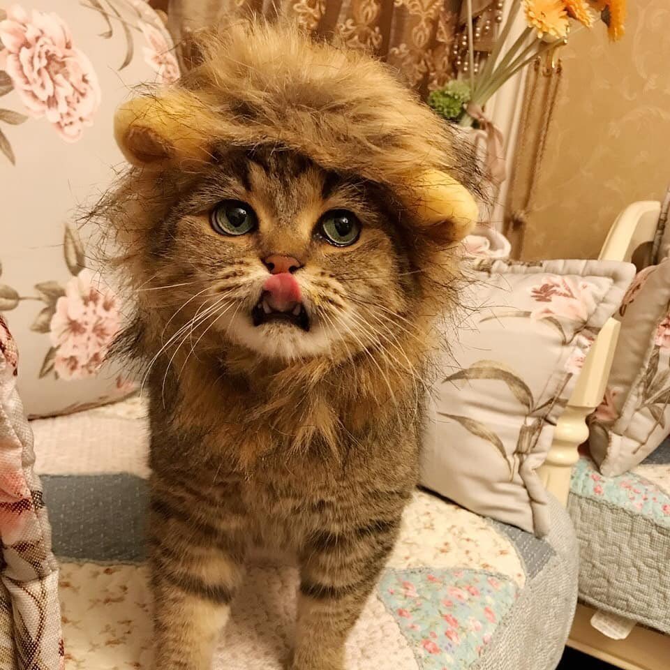 Obsessed with cats tweet media