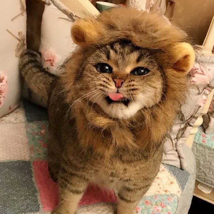 Obsessed with cats (@catssobsessed) on Twitter photo 