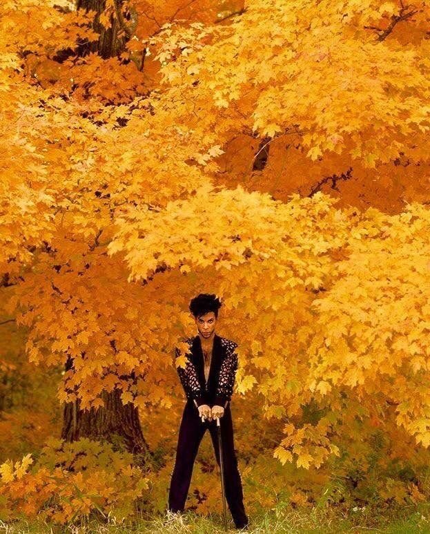 Lisafer33's tweet photo. @darlingnisi My fall favorite!🍂💜🍁 https://t.co/IthRDoBy3r