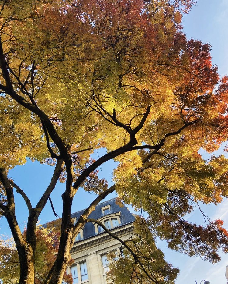 OfAnAnglaise's tweet photo. This tree wins #autumn. 

#jardindesplantes #parisjetaime https://t.co/ezFEPKXaL0