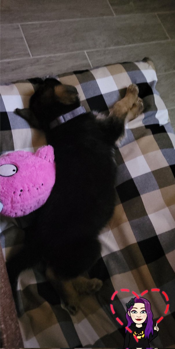 bibbles27's tweet photo. Meet the newest family member: James Bucanan "Bucky" Barnes💜

#GermanShepherd #puppy #Marvel #wintersoldier #buckybarnes https://t.co/BC3R4nVn9F