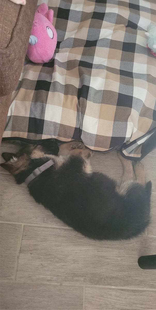 bibbles27's tweet photo. Meet the newest family member: James Bucanan "Bucky" Barnes💜

#GermanShepherd #puppy #Marvel #wintersoldier #buckybarnes https://t.co/BC3R4nVn9F