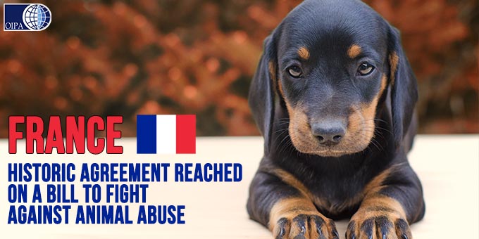 OIPA International auf Twitter: „#France French MPs and senators reached an  agreement on a bill aimed to fight against animal abuse. Which are the new  provisions proposed? 👉 /g1kxrf6cXd /PmBthD9upn“ /  Twitter