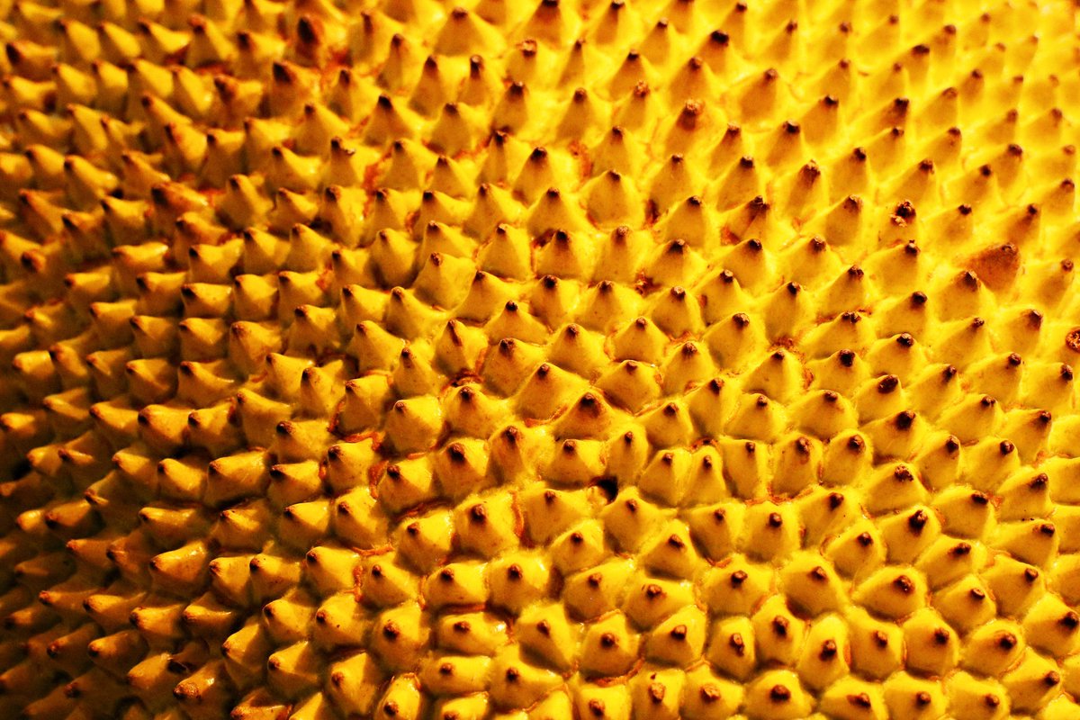 duriandao's tweet photo. Something spiky this way comes... 🟡🟨✨ https://t.co/HKcNm9sZ3f