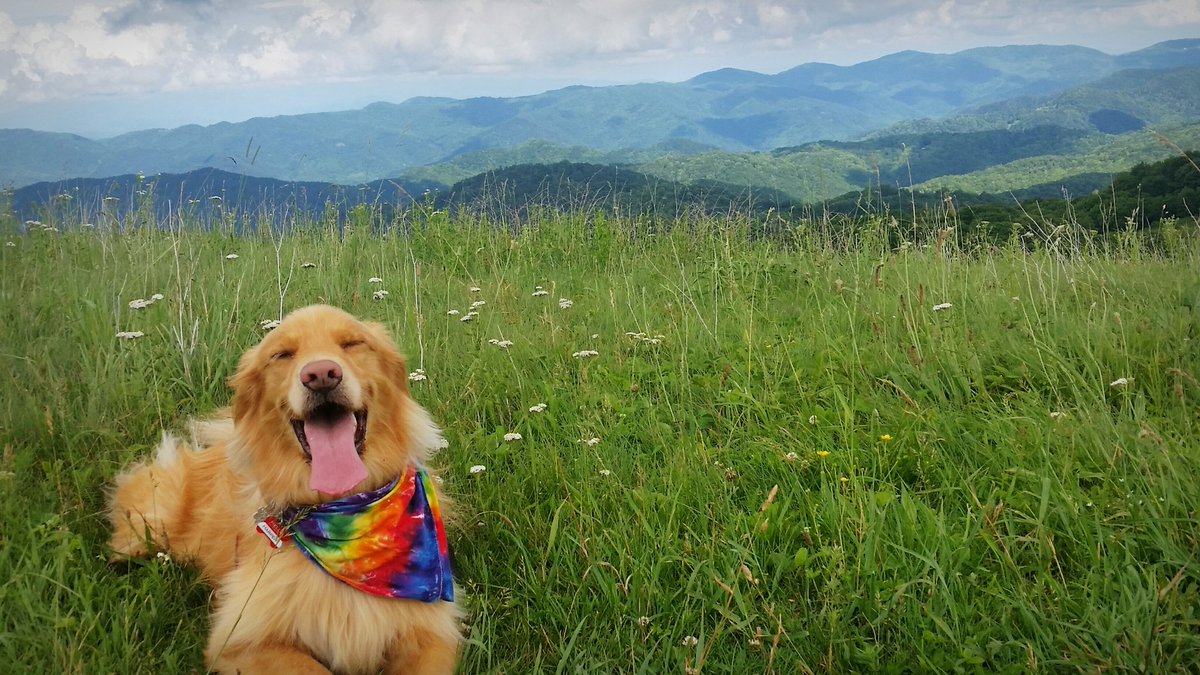 NortheastTenn's tweet photo. Your pooch deserves some rest and relaxation. Here are a few ideas from @TNVacation
w/ @mtnplaygrnd, @VisitKingsport
 and @carnegiehotel
 in @JohnsonCityCVB

https://t.co/RYdHwvWtH1

#NortheastTennessee #Madeintn #dogfriendly #dogtrips https://t.co/i4ktiS7zrx