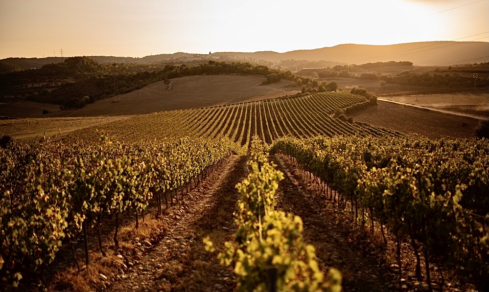 sustowns's tweet photo. Have you ever been to Somontano? 

To promote this territory, the Somontano Wine Route has been created that, through a multitude of proposals and activities, invites you to discover this exciting territory and its wines!

Come and see more
https://t.co/i8l2EBHvMQ

#turismoaragon https://t.co/s1AcUXatV8