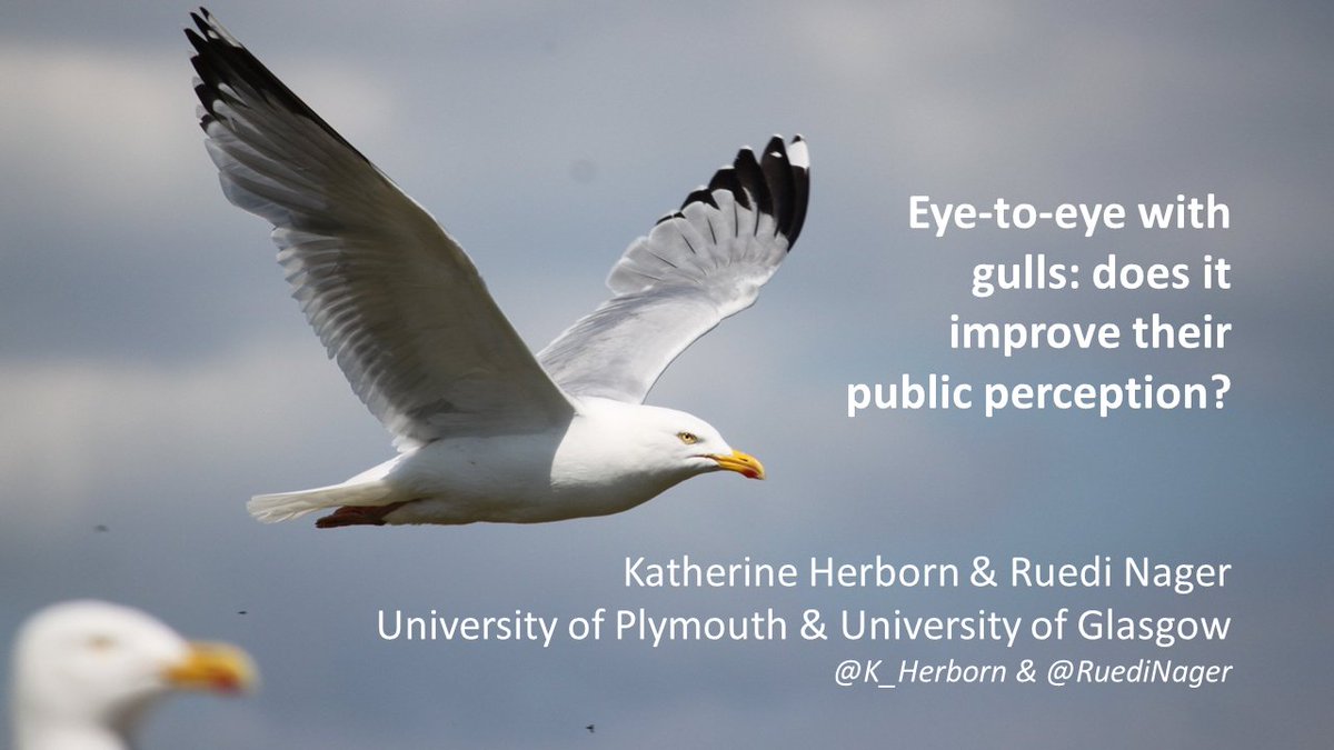 GullsEye tweet media
