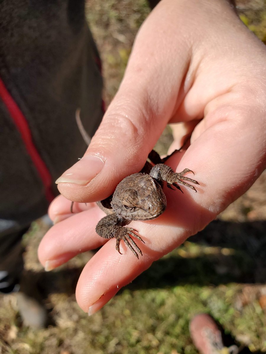 Cameron Siler Lab tweet media