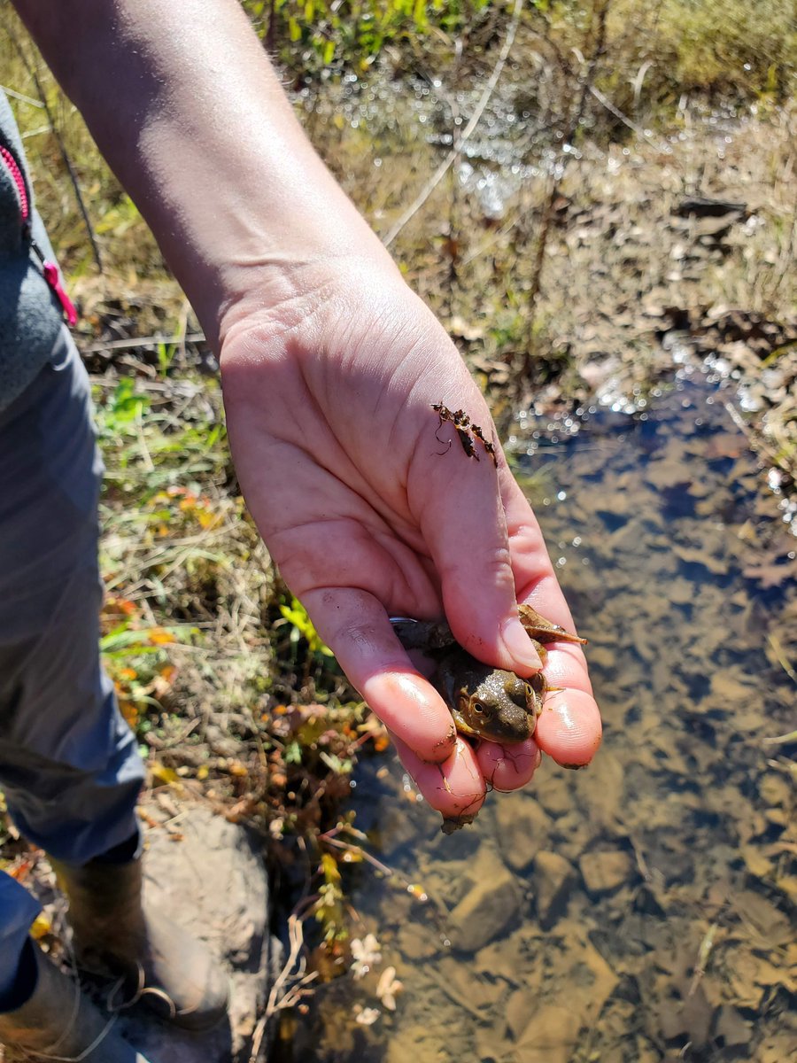 Cameron Siler Lab tweet media