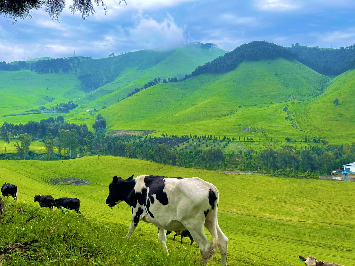 wode_maya's tweet photo. My Gallery don’t deserve these magnificent photos so decided to share with everyone on Twitter 😍😍
Location:Masisi Goma DRCONGO 🇨🇩🇨🇩 https://t.co/oCN8i2Xqf8