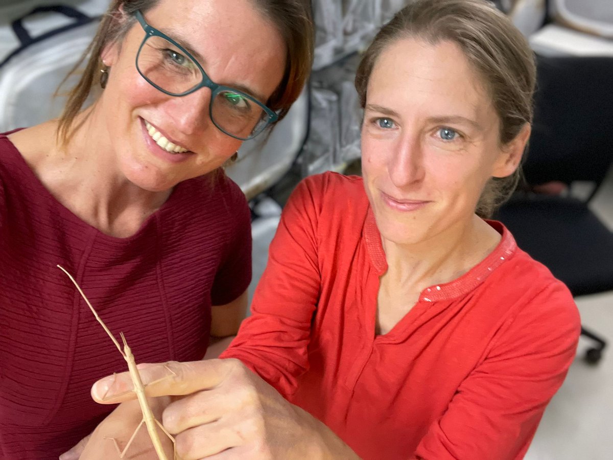NVastenhouw's tweet photo. Ever wondered how stick insects turn on their genome? @SchwanderTanja and I are looking for someone with interest in cell biology techniques to work on this question. Project can be adapted to fit any level of expertise, so please RT @Devbiol @the_Node @SICB_ #emergingmodels https://t.co/XHn4mt2AID