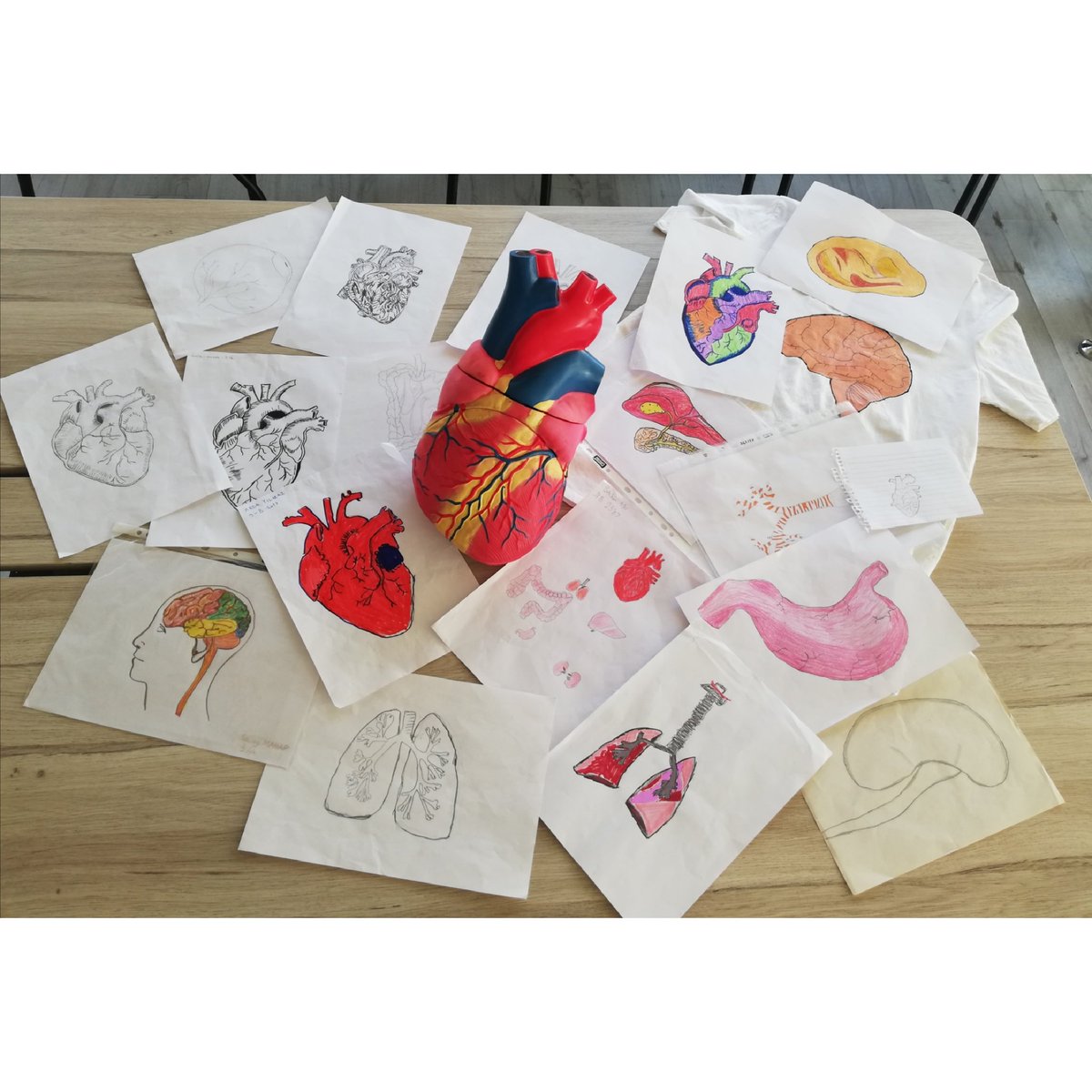 Organ Bağışı Yaşatır 💜
3 - 9 Kasım Organ Bağışı Haftası için 9. Sınıf öğrencilerimizle Biyoloji dersimizde güzel bir etkinlik yaptık 🌸
@KSKOrnekkoyUgur #Biology #science