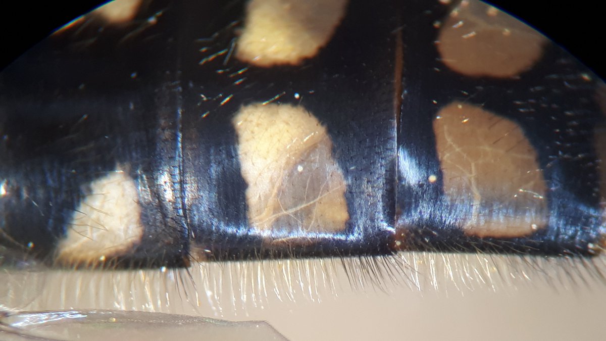 SuffolkBIS's tweet photo. #RecordOfTheMonth is a new Hoverfly record for Suffolk, a male Meligramma euchromum (Syrphidae). These hoverflies are similar to Meliscaeva auricollis but have squarer spots on tergites 3 and 4 and usually a small yellow spot on the anterior corners of each tergite. https://t.co/BoG8oUnmod
