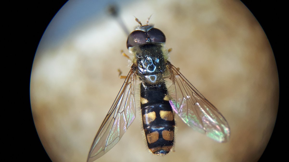 SuffolkBIS's tweet photo. #RecordOfTheMonth is a new Hoverfly record for Suffolk, a male Meligramma euchromum (Syrphidae). These hoverflies are similar to Meliscaeva auricollis but have squarer spots on tergites 3 and 4 and usually a small yellow spot on the anterior corners of each tergite. https://t.co/BoG8oUnmod