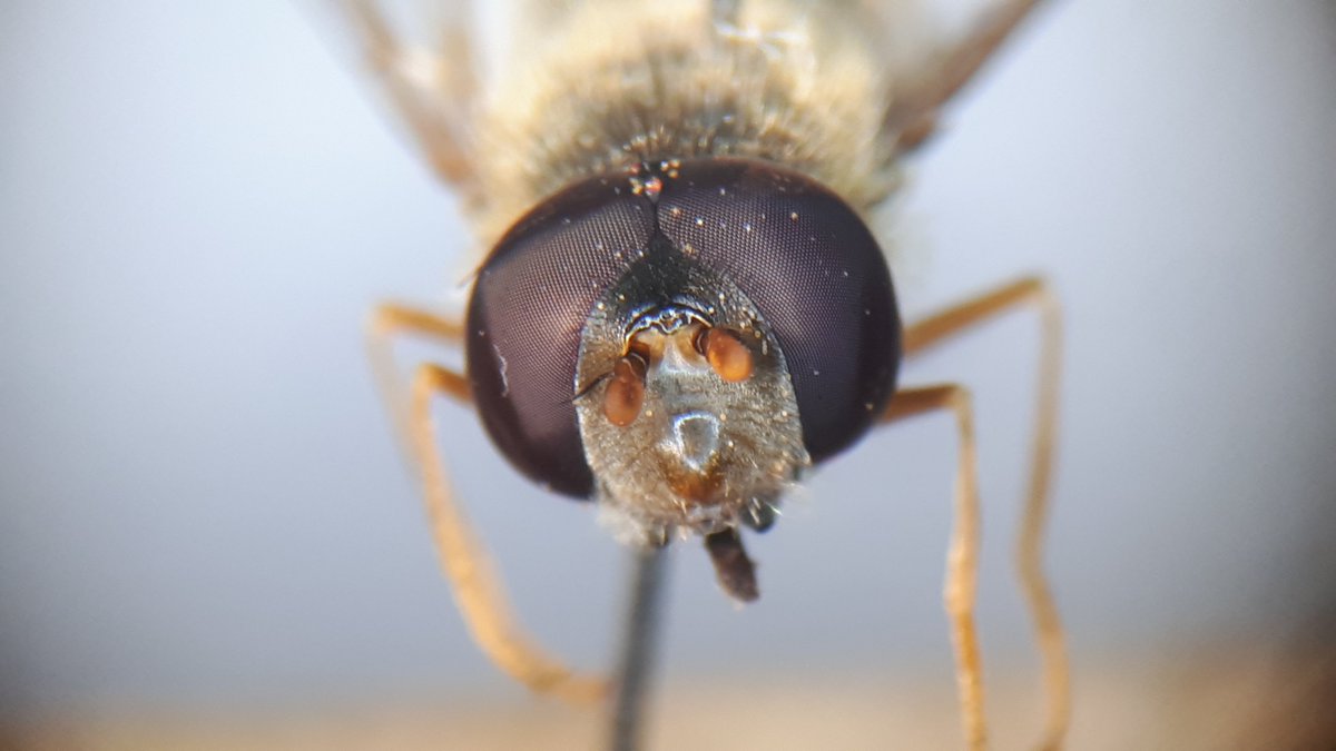 SuffolkBIS's tweet photo. #RecordOfTheMonth is a new Hoverfly record for Suffolk, a male Meligramma euchromum (Syrphidae). These hoverflies are similar to Meliscaeva auricollis but have squarer spots on tergites 3 and 4 and usually a small yellow spot on the anterior corners of each tergite. https://t.co/BoG8oUnmod
