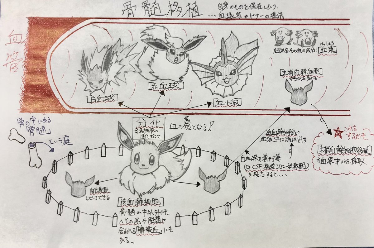 wc_kou_n1's tweet photo. 持て余した時間で、血液ガンであるリンパ腫治療の奥義【骨髄移植・末梢血幹細胞移植】をポケモンで例えました！

正常な血液を作る機能を改善するための治療で、僕自身も行う可能性アリです！

#ガン
#悪性リンパ腫
#陸上競技
#やり投
#骨髄移植
#末梢血幹細胞移植
#ポケモン https://t.co/wfsajR9E0o