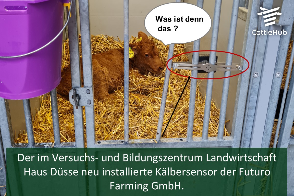 In unserem Versuchsbetrieb Haus Düsse haben wir einen neuen Kälbersensor von #futurofarming installiert, mit dem Krankheiten bereits vor Ausbruch erkannt werden können.  Mehr zu Assistenzsystemen für die Kälberhaltung gibts in unserer morgigen Online Veranstaltung!