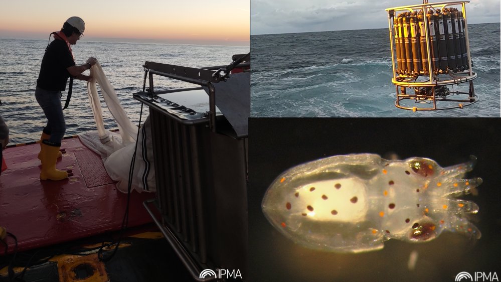 ipma_pt's tweet photo. 📣 18 Investigadores, entre eles Ana Moreno do IPMA, estudam as larvas selvagens de polvo na costa galega e portuguesa na campanha #ecosuma👉 https://t.co/5fs041N7cl
#ipmaoceano #Sustentabilidade #Pescas https://t.co/YznUHAxrqo