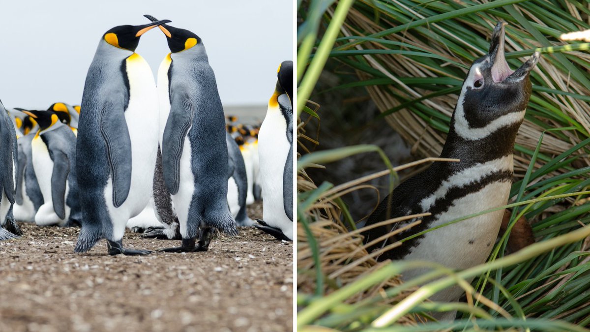 The #Falklands are home to 5 types of #penguin – King, Gentoo, Magellanic, Macaroni, and Rockhopper with King penguins being the largest, and Rockhoppers being the smallest.