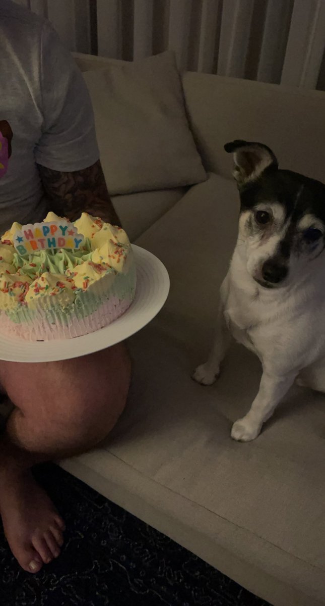 Today was my Dads Birthday. There was a yummy ice cream cake. I gave them my best puppy dog eyes and guess what pals it worked! I got a little bit of ice cream cake too 🎂 🥳 #dogsoftwitter #HappyBirthdayDad