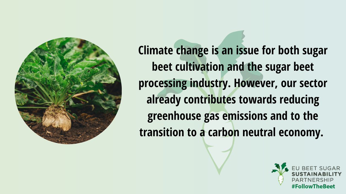 EU BSSP (@eusustain_sugar) on Twitter photo 📢Reducing #GHGemissions & transition to a carbon neutral economy are hot topics at #COP26 & objectives of #EUGreenDeal. See how the #Sugar #Beet sector tackles these challenges & contributes to these objectives 🌍: bit.ly/3knckKR
#FollowTheBeet
<a href="/SugarEurope/">EU Sugar Manufacturers</a> 📢Reducing #GHGemissions & transition to a carbon neutral economy are hot topics at #COP26 & objectives of #EUGreenDeal. See how the #Sugar #Beet sector tackles these challenges & contributes to these objectives 🌍: bit.ly/3knckKR
#FollowTheBeet
<a href="/SugarEurope/">EU Sugar Manufacturers</a>
