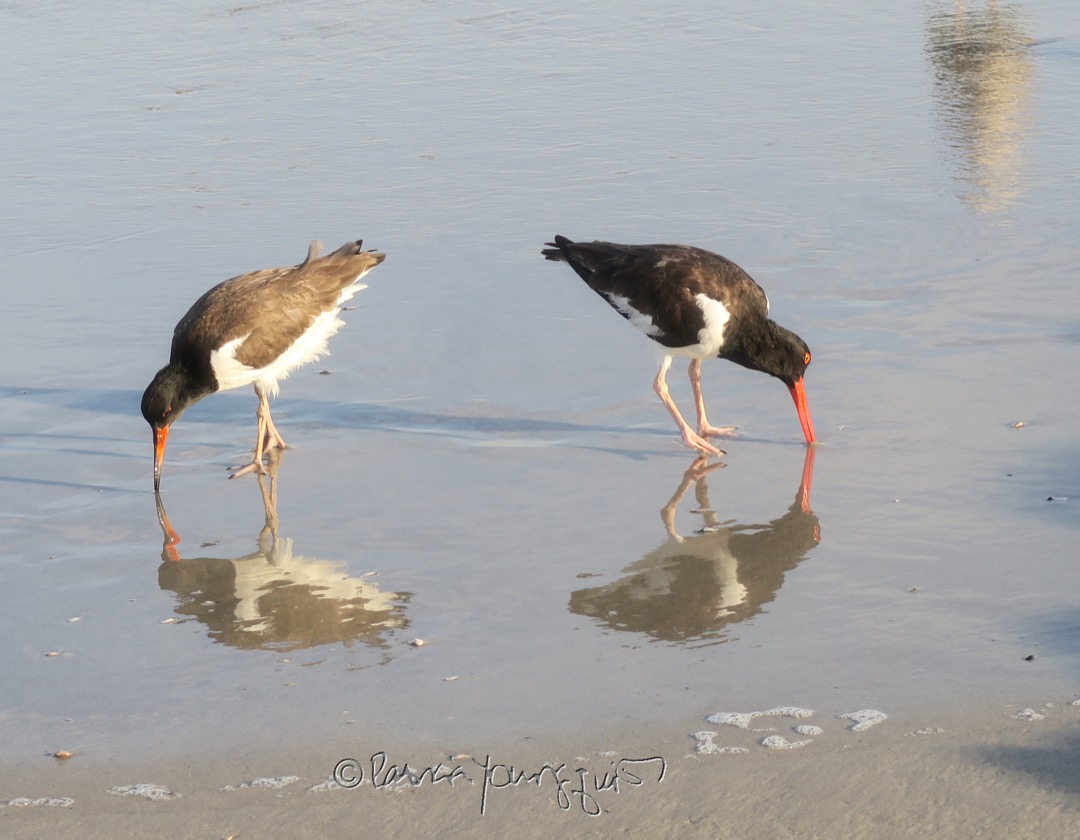 TheLLGardener's tweet photo. "Ever walked along the shoreline + felt as if you were approaching an understanding of life’s secret, when suddenly you spot shorebirds using their long orange beaks to search for food + are immediately humbled into an understanding that you might never know life’s secret?" https://t.co/hmh4czvKKi