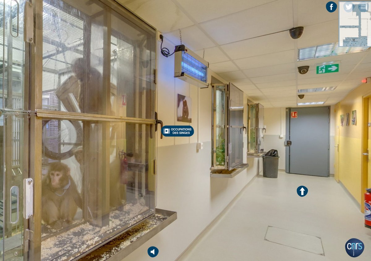 JeanLaurensLab's tweet photo. How are lab monkeys housed? Another nice virtual tour, in 🇫🇷:
https://t.co/HNeredBBJ0
(videos take a while to start)

Great #transparency initiative by @CNRS to show how scientists promote #animalwelfare 🧑‍🔬🐵. Merci!

#scicomm #animalresearch #tierversuche #experimentationanimale https://t.co/r9cFUEgK1F