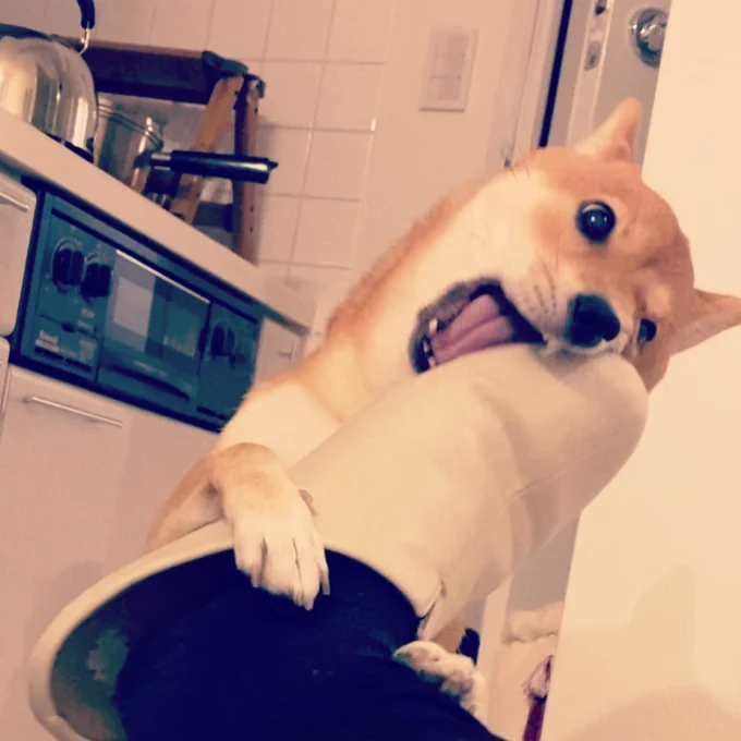 野獣に襲われた時の写真 