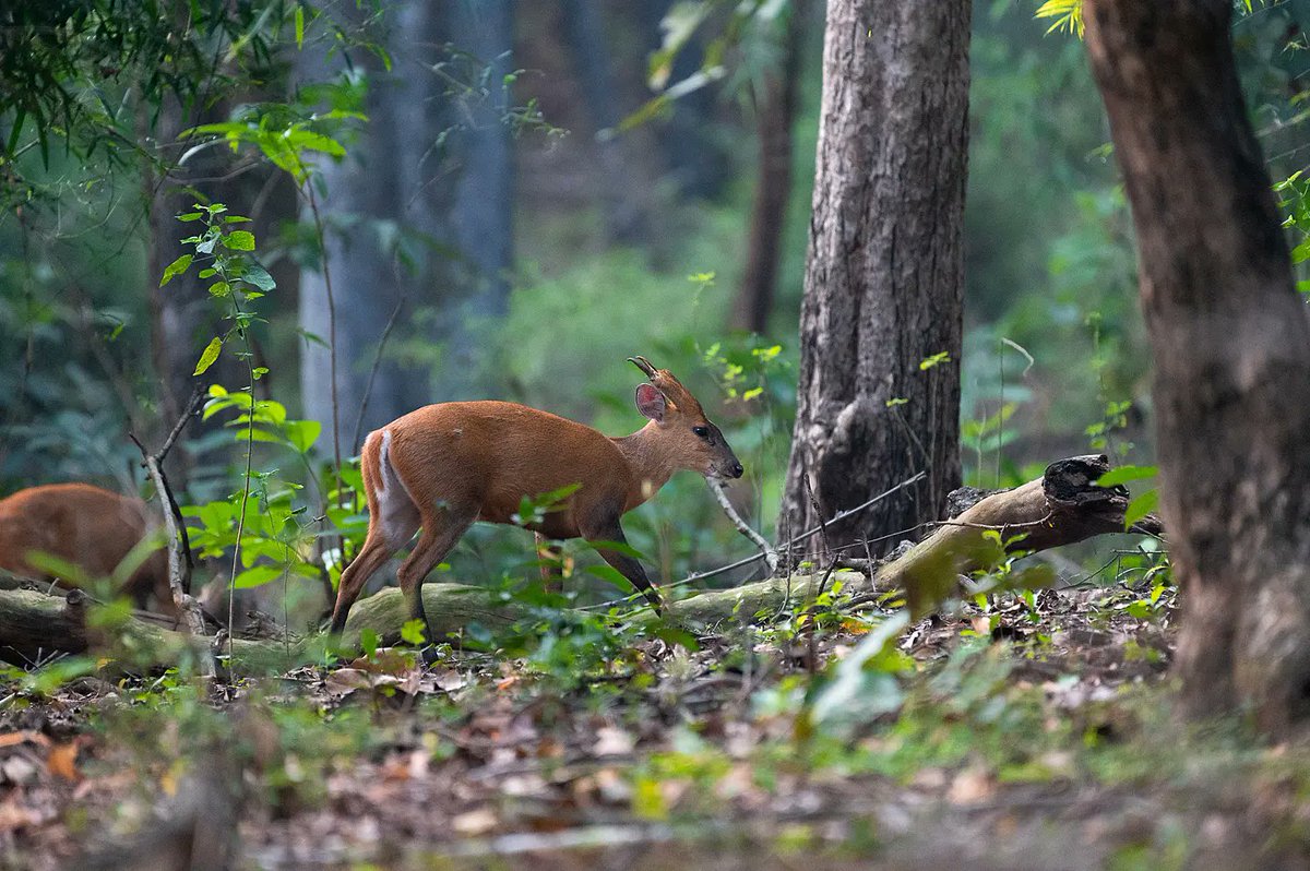 attempting_arts's tweet photo. Barking Deer or Indian Muntjac!

This small deer prefers to be alone in forest cover and dense vegetation. When it senses danger, it calls out with a harsh bark that can be heard at least a kilometre away.
@MPTourism @NikonIndia @ @NatGeoIndia #wildlife #wildlifephotography https://t.co/MO3kcz1YHc