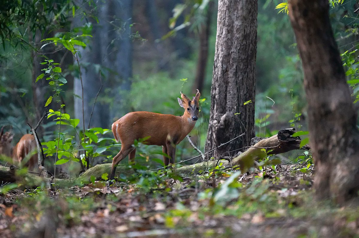 attempting_arts's tweet photo. Barking Deer or Indian Muntjac!

This small deer prefers to be alone in forest cover and dense vegetation. When it senses danger, it calls out with a harsh bark that can be heard at least a kilometre away.
@MPTourism @NikonIndia @ @NatGeoIndia #wildlife #wildlifephotography https://t.co/MO3kcz1YHc